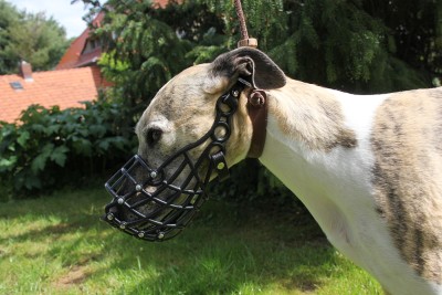 Rennmaulkörbe Damion (für Whippets) Maulkorb Windhunde